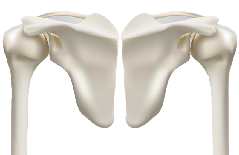 Shoulder replacement